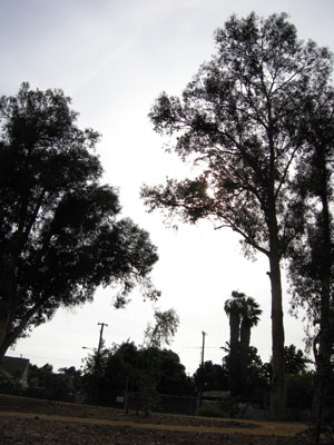 今回の話題とはあまり関係がない公園。